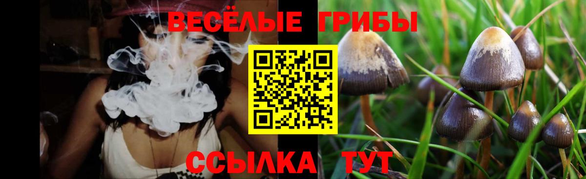 Псилоцибиновые грибы Cubensis  Вход с VPN  Канаш  Галлюциногенные грибы Psilocybe 